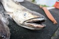 /album/a2011-norsko-norway/mc-korlin2011-56-jpg/
